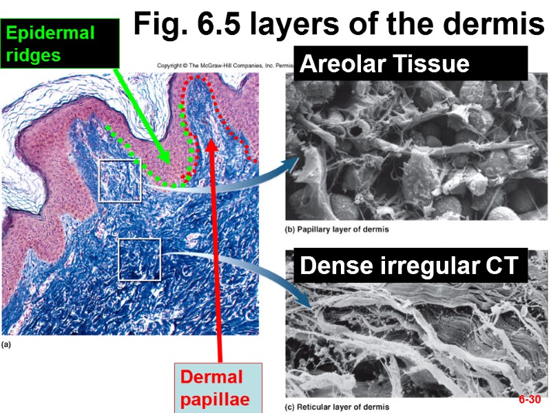 6-30 Fig. 6.5 layers of the dermis Dermal papillae Epidermal ridges Areolar Tissue Dense